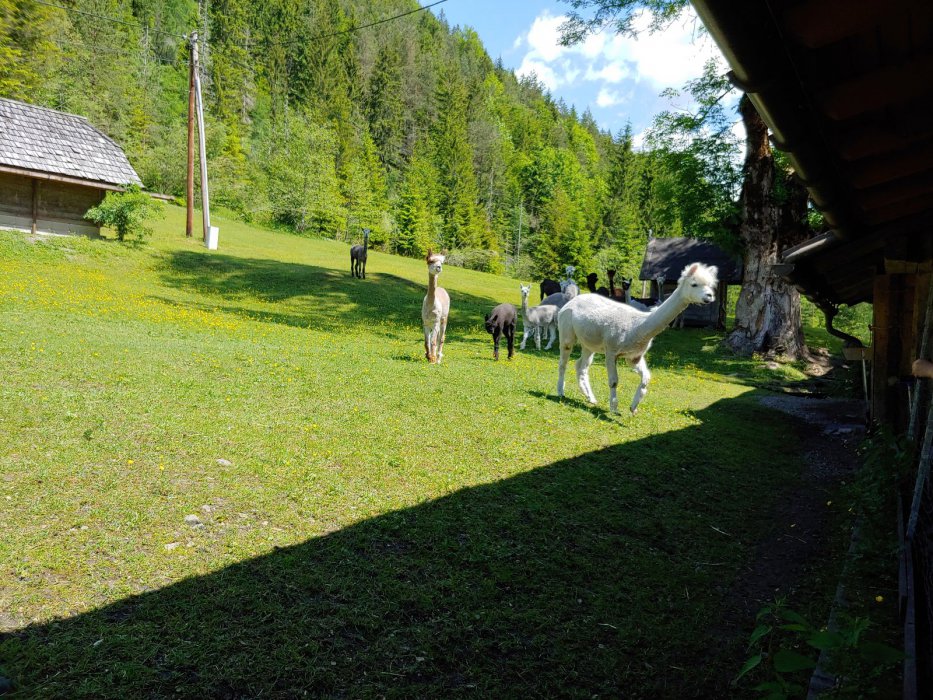 2019 Salza Rakousko