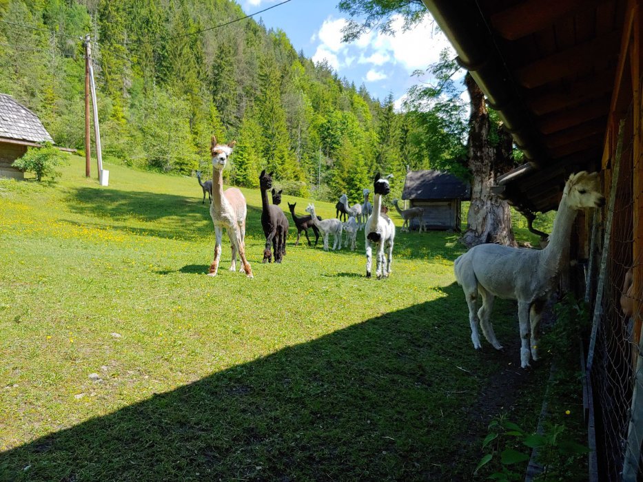 2019 Salza Rakousko